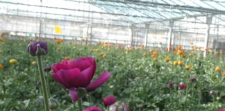 Coronavirus: riapre il settore florovivaistico, il ministro Bellanova “Si potrà nuovamente vendere nella grande distribuzione e nei negozi dedicati” floricoltura