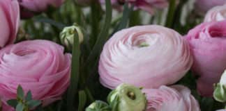 Coronavirus, CIA: “Basta fake news. Piante e fiori sicuri, le frontiere sono aperte” Ranuncoli