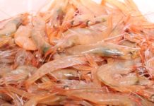 Liguria: Cgil, Cisl e Uila insieme sul fermo pesca: “Necessario garantire sostegni economici reali ai lavoratori che resteranno senza reddito”