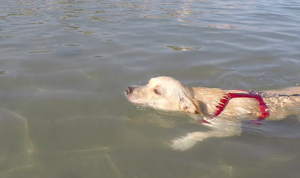 Cani Come Proteggerli Dal Caldo