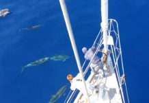 Mar Ligure in buona salute: aumentano gli avvistamenti di cetacei