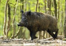 Caccia, da domani oltre 5mila cinghiali abbattibili in provincia di Imperia cinghiale