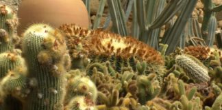 Una passeggiata esotica nei giardini Pallanca