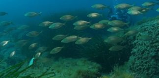 Un’eccellenza da tutelare: viaggio a Diano (sotto)Marina