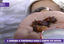 2011 – A Sanremo il punteruolo rosso è sempre più diffuso