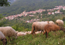 Agricoltura, PSR: approvati gli stanziamenti di 5,5 milioni per le misure 10.1 e 11