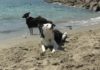 Tutela estiva degli animali a Ventimiglia, Ambesi: “Abbiamo un regolamento comunale completo” cane