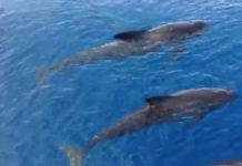 Globicefali avvistati al largo di Santo Stefano al mare