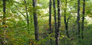 Bardineto: tragico incidente di caccia, 58enne dianese muore raggiunto da una fucilata