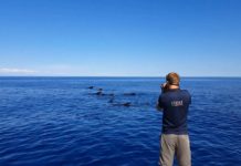 Buone notizie per il Mar Ligure: il gran numero di cetacei attesta ottimi livelli di biodiversità