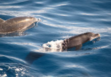 Progetto pilota per i delfini del Ponente