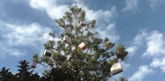 Diano Marina, l’albero dei commercianti che rallegra via Novaro