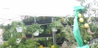 Diano Marina, confermate le anticipazioni di Riviera Time: torna Aromatica