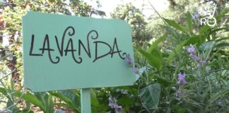 Diano Marina, ritorna la festa delle erbe aromatiche