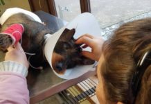 Un parcheggio gratuito per le emergenze veterinarie: la proposta di Imperia al Centro