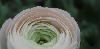 Festival di Sanremo, l’allestimento floreale sarà curato da Amaie Energia – Mercato dei Fiori ranuncolo