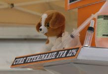 “Basta tasse alte sugli animali, cani e gatti non sono un lusso”: anche a Sanremo la petizione LAV