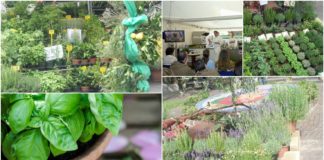 Diano Marina, 40 giorni ad Aromatica: tutte le ultime novità sull’evento