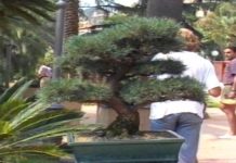 1993 – Prima esposizione dell’arte Bonsai nel Ponente a Villa Boselli bonsai