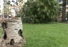 Lotta al punteruolo rosso e al degrado: Comune di Ventimiglia in prima linea