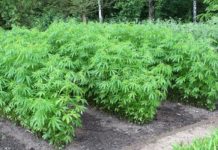 Il CSS chiede di stoppare la cannabis “light”, Coldiretti Liguria: “Rischio di crisi per un settore in forte espansione”