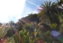 Un fungo contro il punteruolo per salvare le palme