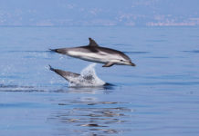 Un progetto per sapere tutto sui delfini del Ponente ligure
