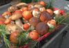 Funghi, al via la stagione in Liguria: i consigli del Soccorso Alpino per evitare incidenti funghi