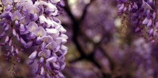 Bordighera, il Glicine del Museo Bicknell tra i 4 Alberi Monumentali liguri inseriti nel volume nazionale del Ministero