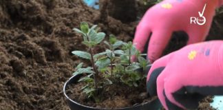 Spesa a domicilio, Coldiretti: “È boom di imprese agricole e ittiche” agricoltura