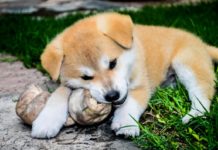 Asl1, al via la campagna di microchippatura gratuita per cani senza identificazione cane