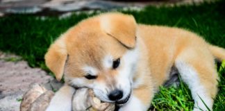 Anche la sezione di Ventimiglia della Lega Nazionale per la difesa del cane in aiuto degli animali di chi si è ammalato di Coronavirus cane