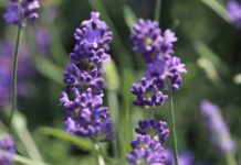 Aromatica, presente con i suoi prodotti la Lavanda della Riviera dei Fiori