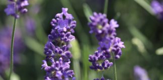 Aromatica, presente con i suoi prodotti la Lavanda della Riviera dei Fiori