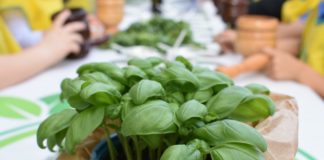 Diano Marina, Aromatica torna a settembre: rinviato l’evento da venerdì 18 a domenica 20 aromatica