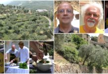 Torre Paponi aderisce con entusiasmo agli “Oliveti Aperti” oliveti aperti liguria