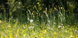 Bordighera: Giornata Mondiale dell’Ambiente, escursione a Montenero per i bambini delle elementari prato
