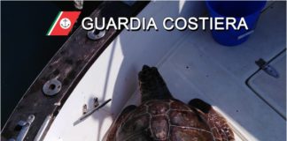Bordighera, soccorsa una tartaruga di mare dalla Guardia Costiera: ora è al sicuro all’Acquario di Genova tartaruga marina