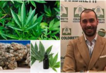 La crisi di Governo preoccupa i produttori e distributori di cannabis light. Boeri: “Serve una legge chiara, non possiamo restare in questo limbo”
