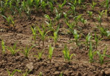 Aumento del prezzo del gasolio agricolo: Coldiretti Liguria presenta esposto in Procura per possibili speculazioni piante agricoltura