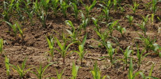 Il coronavirus non ferma l’agricoltura, Cia: “Garantita la continuità da noi richiesta” piante agricoltura