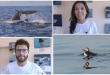 I cetacei del Mar Ligure negli scatti dei biologi di Costa Balenae