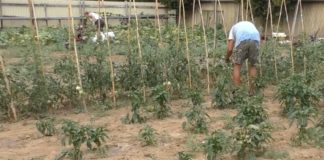 Agricoltori, la CIA denuncia: “Aziende impossibilitate ad accedere agli ammortizzatori sociali. Inaccettabile”