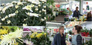 Ognissanti, prosegue la tradizione dei crisantemi made in Liguria