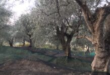 Cervo, torna la “Camminata tra gli olivi”: appuntamento il 25 ottobre Ulivi