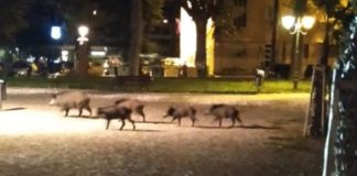 Coronavirus: cresce il numero dei cinghiali per le città, Coldiretti “A rischio raccolti e sicurezza delle famiglie” cinghiali ventimiglia