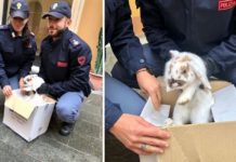 Imperia, volante salva un coniglio abbandonato: è già la mascotte dell’Ufficio Prevenzione e Soccorso Pubblico
