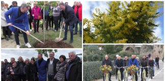 Amadeus e il sindaco Biancheri piantano due alberi in zona Vesca, “Viva la mimosa, viva la donna”