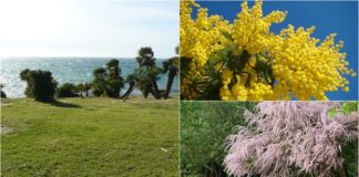 Sanremo, un albero per ogni anno di Festival: a La Vesca i primi due alberi di una nuova area verde alberi a la vesca