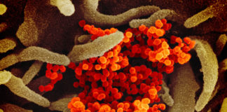 Coronavirus, attivato protocollo di contenimento in Liguria: scuole chiuse, stop agli eventi sportivi e manifestazioni coronavirus covid-19